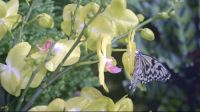 燃电混动 蝴蝶不惊，卡萨帝「混动」热水器蝴蝶屋极限静音挑战！